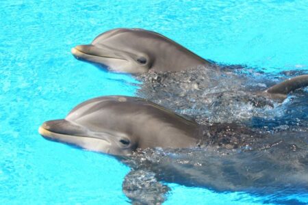 three-mirage-dolphins-quietly-moved-to-sea-world-in-san-diego